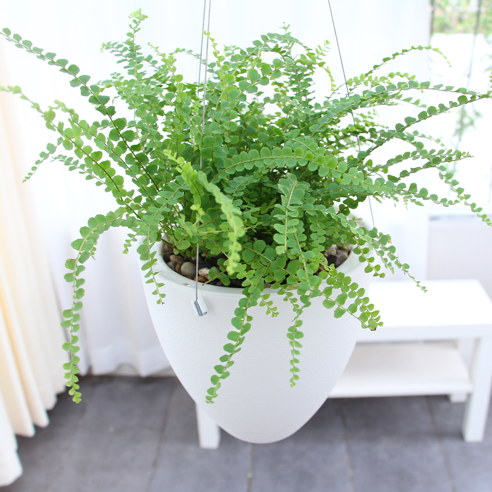 Locaupin Minimalist White Hanging Planter Decorative Flower Pot Indoor Outdoor Gardening Smart Self Watering System