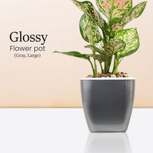 Load image into Gallery viewer, Locaupin Glossy Design Plastic Plant Pot Self Watering System Indoor Outdoor Gardening Planter With Detachable Inner Basket
