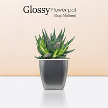 Load image into Gallery viewer, Locaupin Glossy Design Plastic Plant Pot Self Watering System Indoor Outdoor Gardening Planter With Detachable Inner Basket
