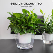 Load image into Gallery viewer, Locaupin Transparent Clear Plastic Self Watering System Planter Wicking Flower Pot for Plants Indoor Outdoor Home Gardening Decoration

